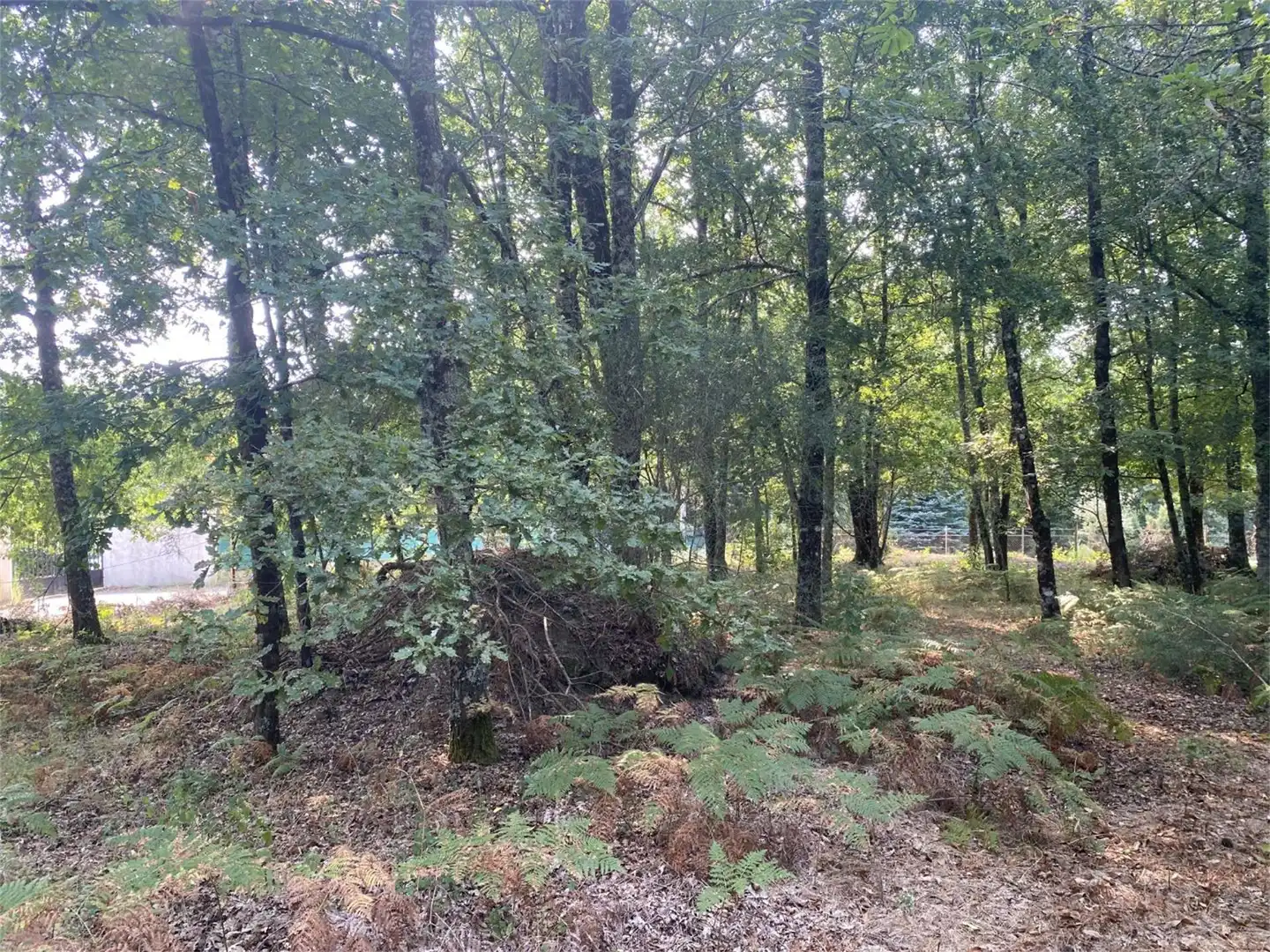 Bebaubares Gelände zum Verkauf in Amoeiro Bebaubares Gelände zum Verkauf in Amoeiro
