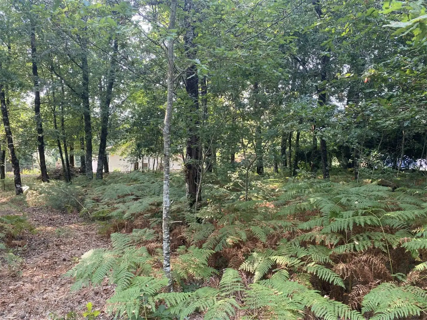 Bebaubares Gelände zum Verkauf in Amoeiro Bebaubares Gelände zum Verkauf in Amoeiro