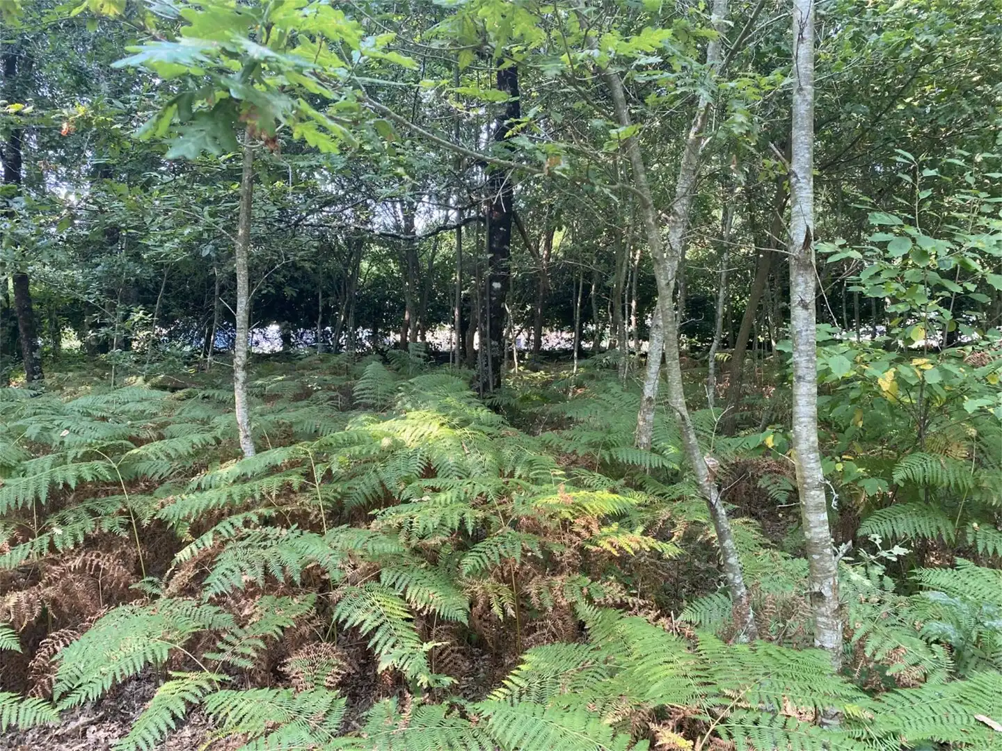 Bebaubares Gelände zum Verkauf in Amoeiro Bebaubares Gelände zum Verkauf in Amoeiro