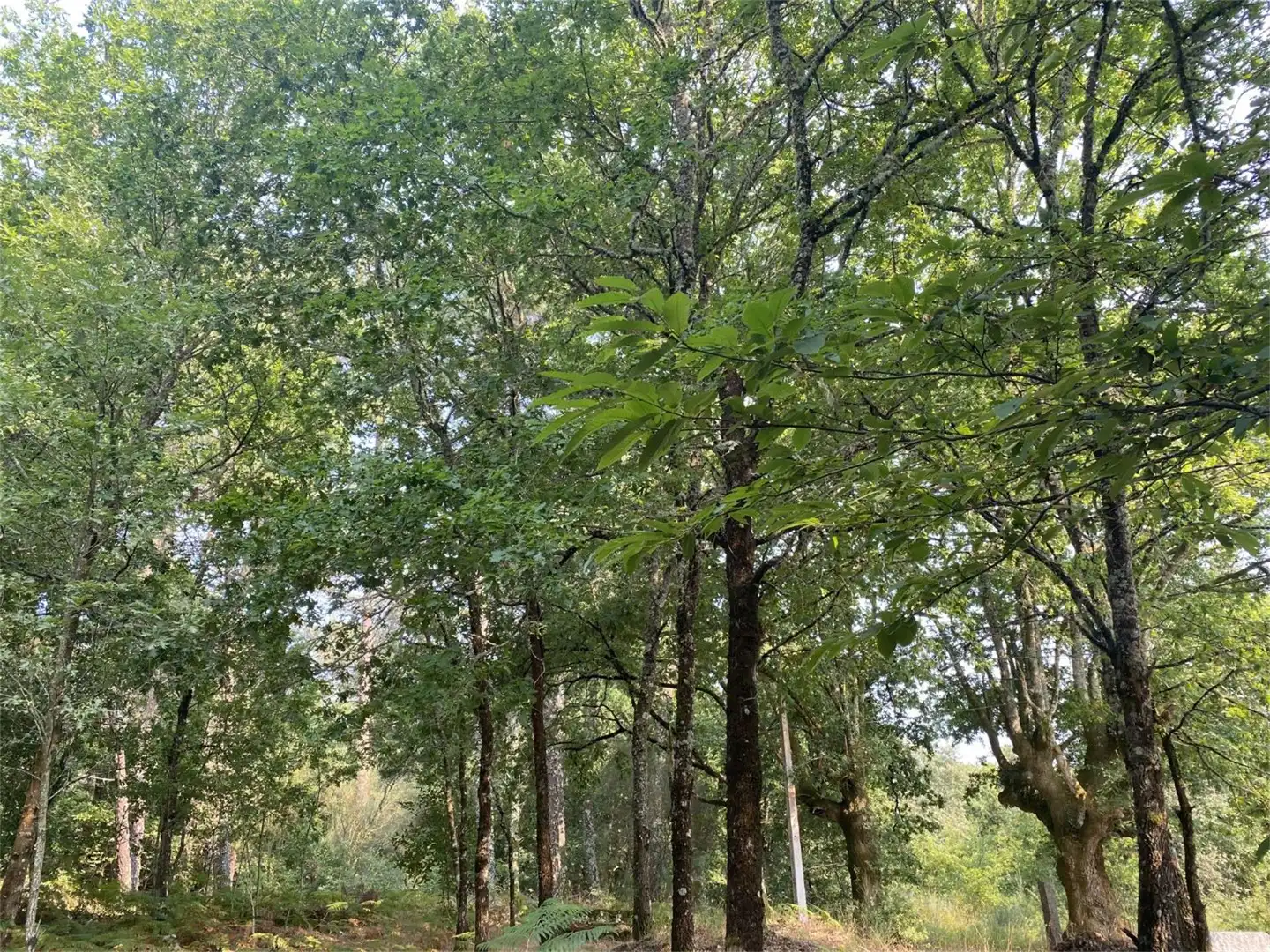 Bebaubares Gelände zum Verkauf in Amoeiro Bebaubares Gelände zum Verkauf in Amoeiro