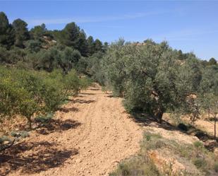 Land for sale in Riba-roja d'Ebre