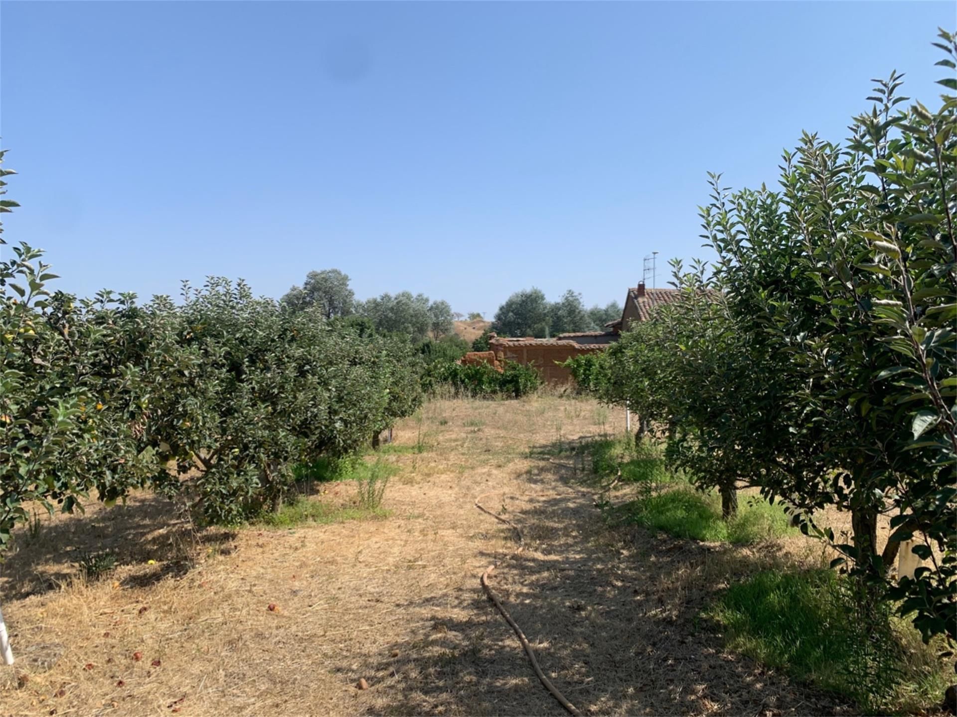 Land for sale in Ardón