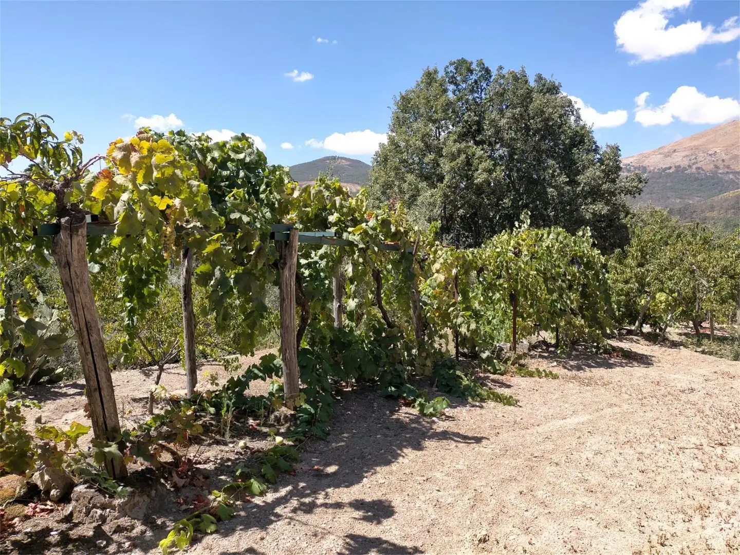 Terreno en venta en Avenida España, Aldeanueva de la Vera Jardín de Terreno en venta en Aldeanueva de la Vera