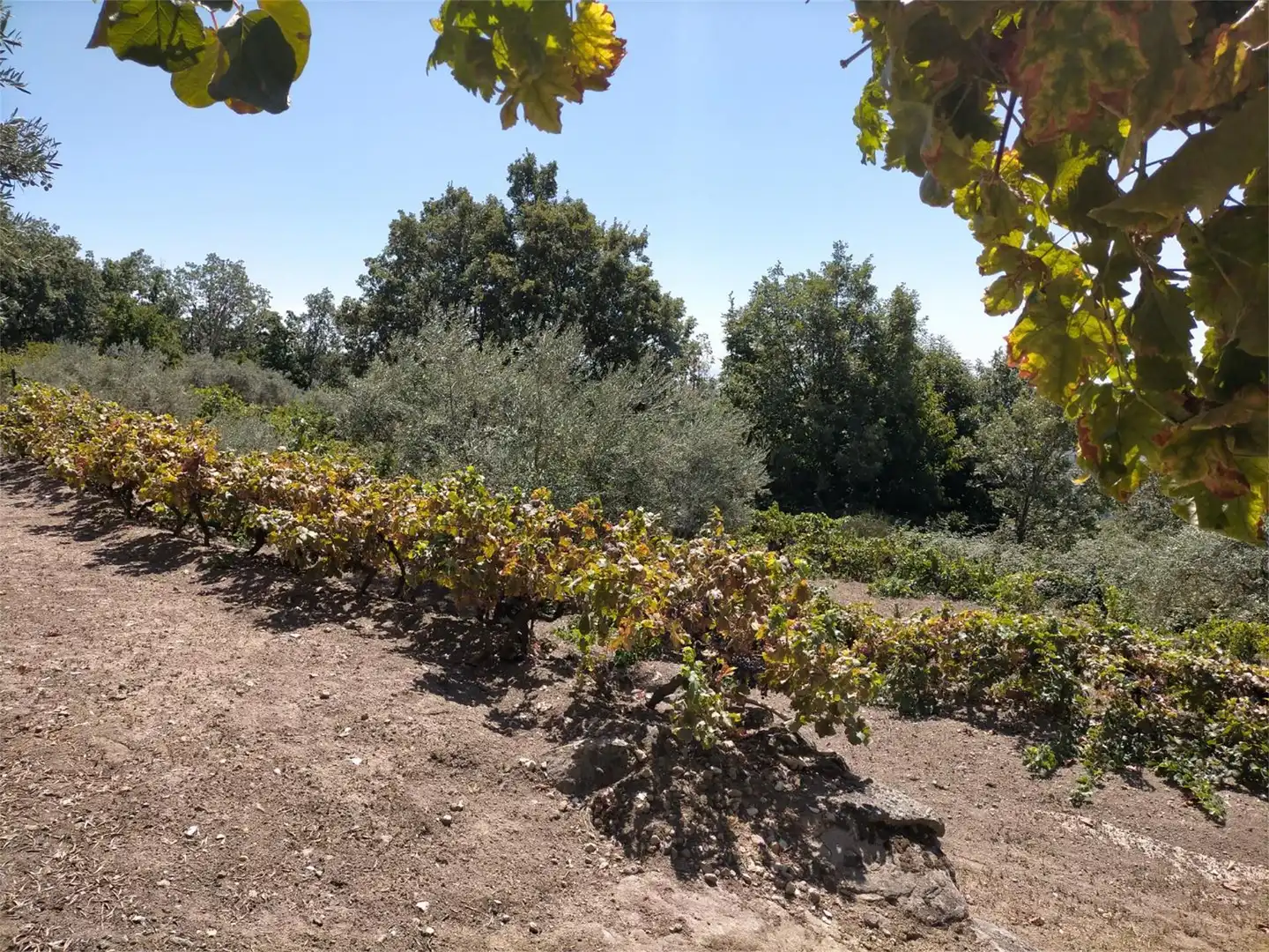 Terreno en venta en Avenida España, Aldeanueva de la Vera Terreno en venta en Aldeanueva de la Vera