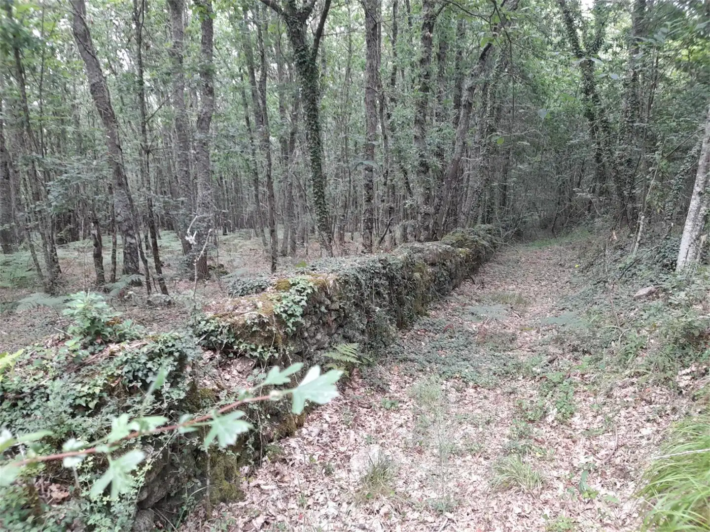 Non-constructible Land for sale in A Bola 