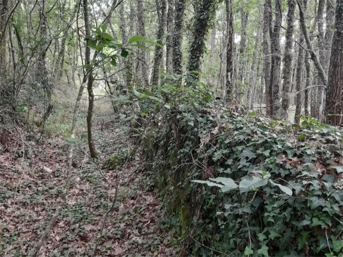 Non-constructible Land for sale in A Bola 