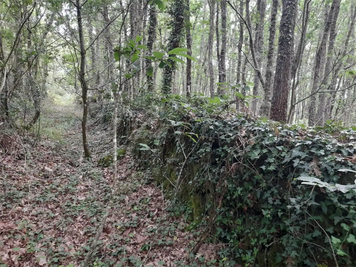 Non-constructible Land for sale in A Bola 