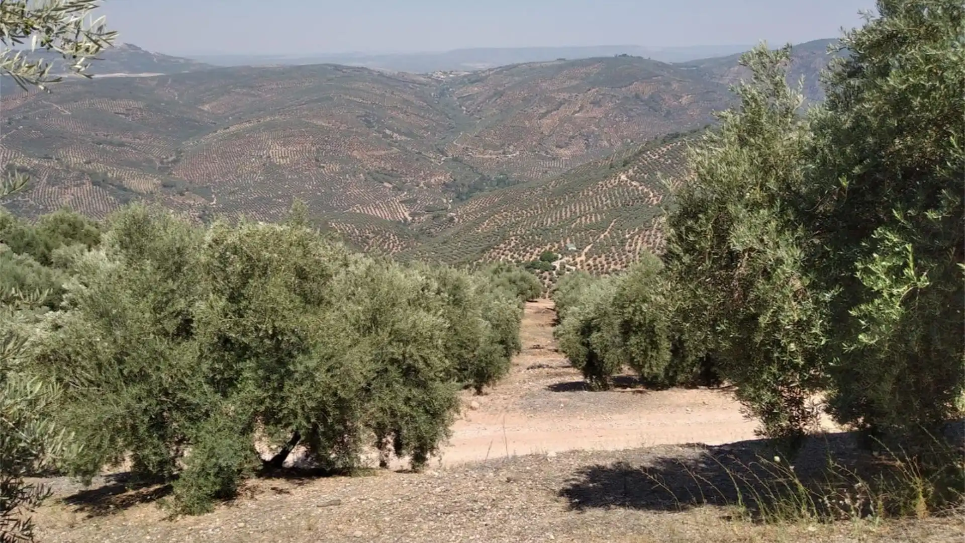 Exterior view of Land for sale in Villanueva del Arzobispo