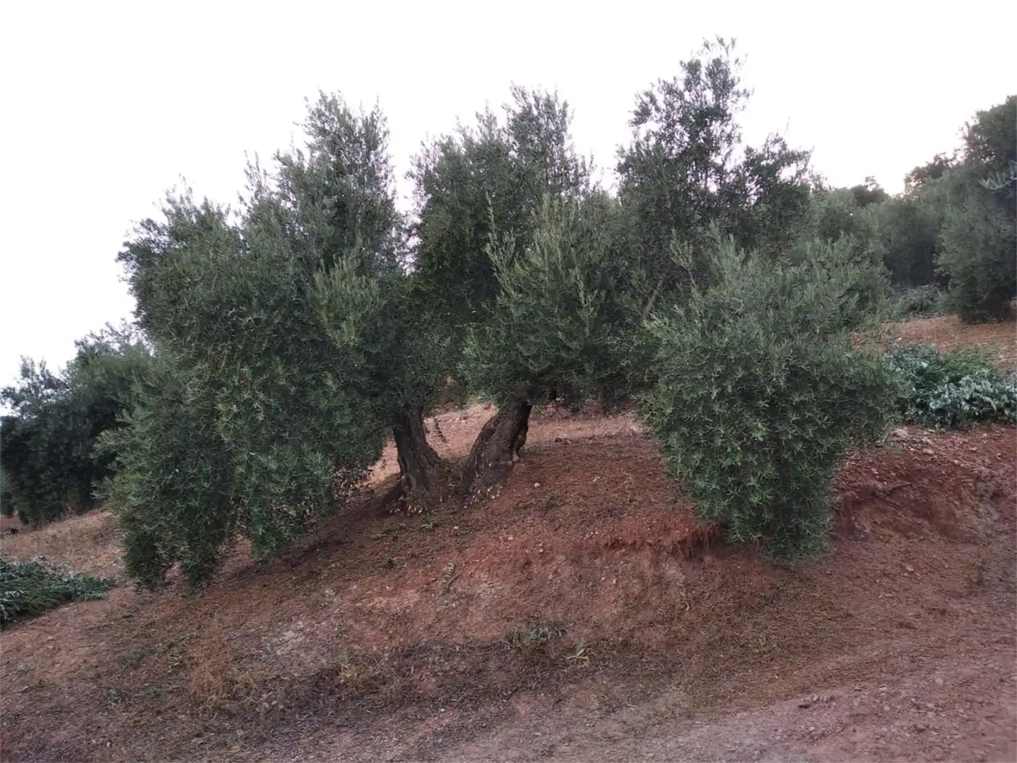 Land for sale in JV-7041, Villanueva del Arzobispo Land for sale in Villanueva del Arzobispo