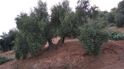 Grundstücke zum Verkauf in Jv-7041, Villanueva del Arzobispo, Jaén - Bild 4 Foto 4 von Grundstücke zum Verkauf in Jv-7041, Villanueva del Arzobispo, Jaén