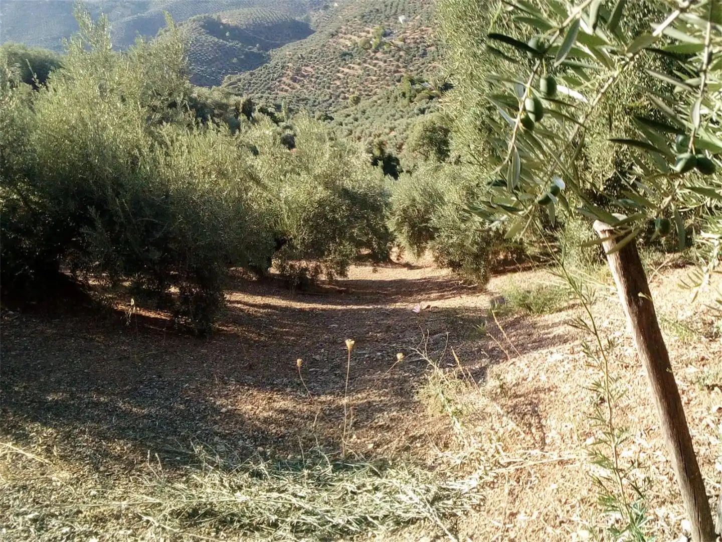 Land for sale in JV-7041, Villanueva del Arzobispo Land for sale in Villanueva del Arzobispo