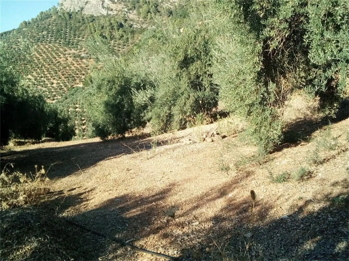 Land for sale in JV-7041, Villanueva del Arzobispo Land for sale in Villanueva del Arzobispo