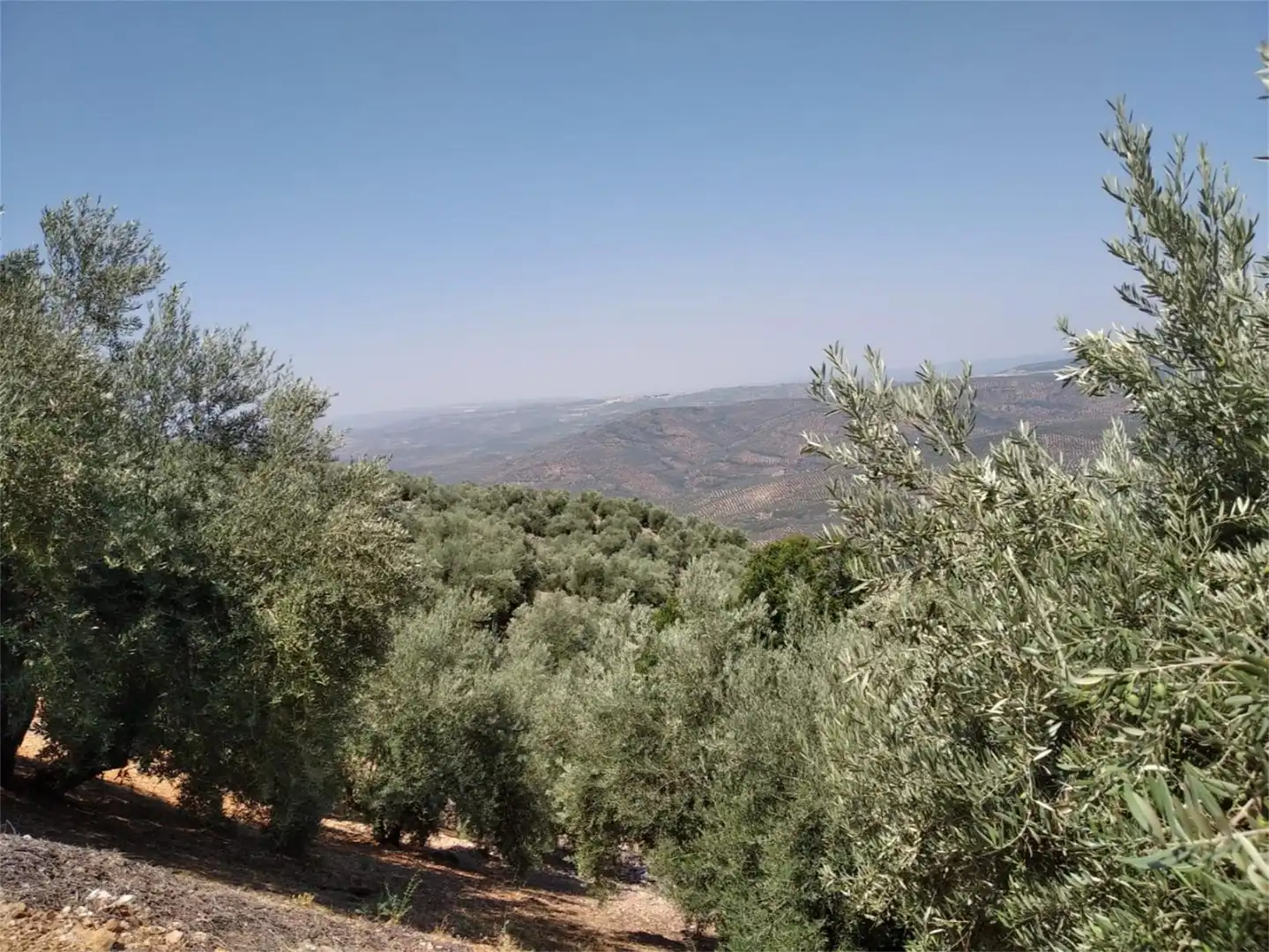 Land for sale in JV-7041, Villanueva del Arzobispo Land for sale in Villanueva del Arzobispo