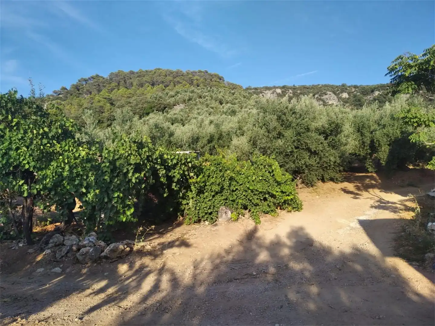 Land for sale in JV-7041, Villanueva del Arzobispo Garden of Land for sale in Villanueva del Arzobispo