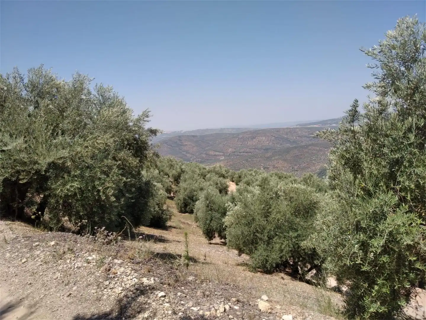 Land for sale in JV-7041, Villanueva del Arzobispo Land for sale in Villanueva del Arzobispo