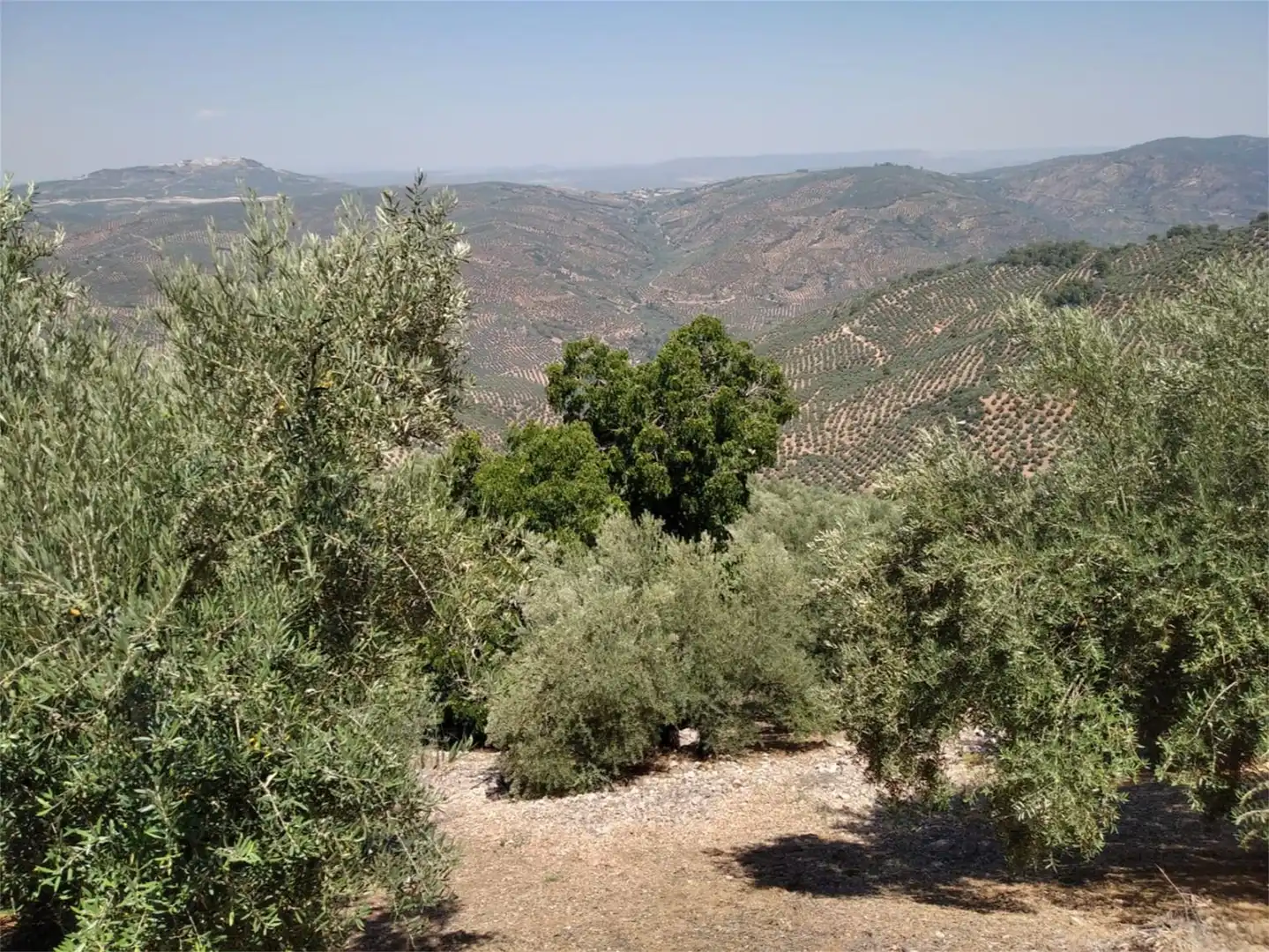 Land for sale in JV-7041, Villanueva del Arzobispo Garden of Land for sale in Villanueva del Arzobispo