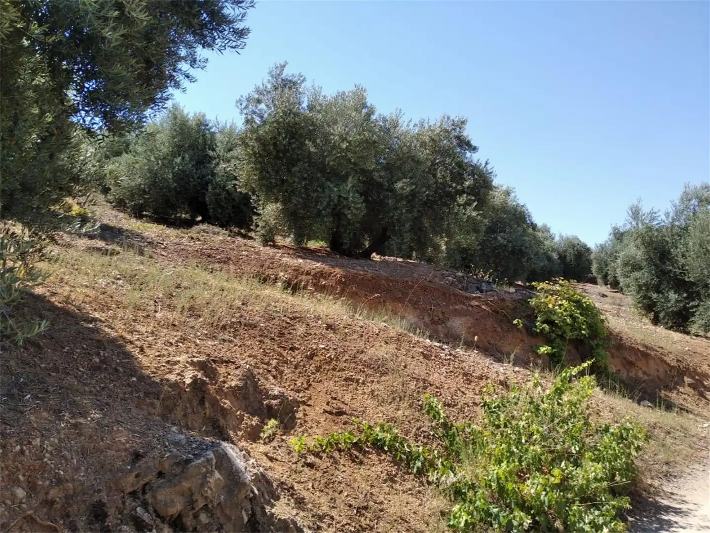 Land for sale in JV-7041, Villanueva del Arzobispo Land for sale in Villanueva del Arzobispo