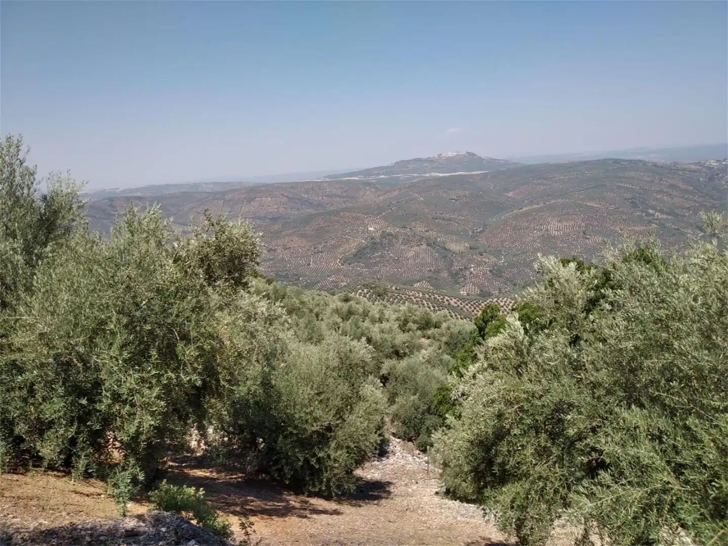 Land for sale in JV-7041, Villanueva del Arzobispo Land for sale in Villanueva del Arzobispo