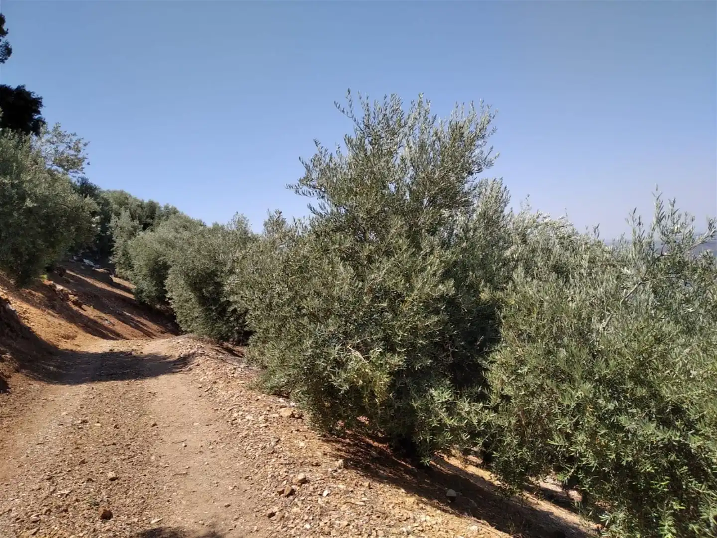 Land for sale in JV-7041, Villanueva del Arzobispo Land for sale in Villanueva del Arzobispo