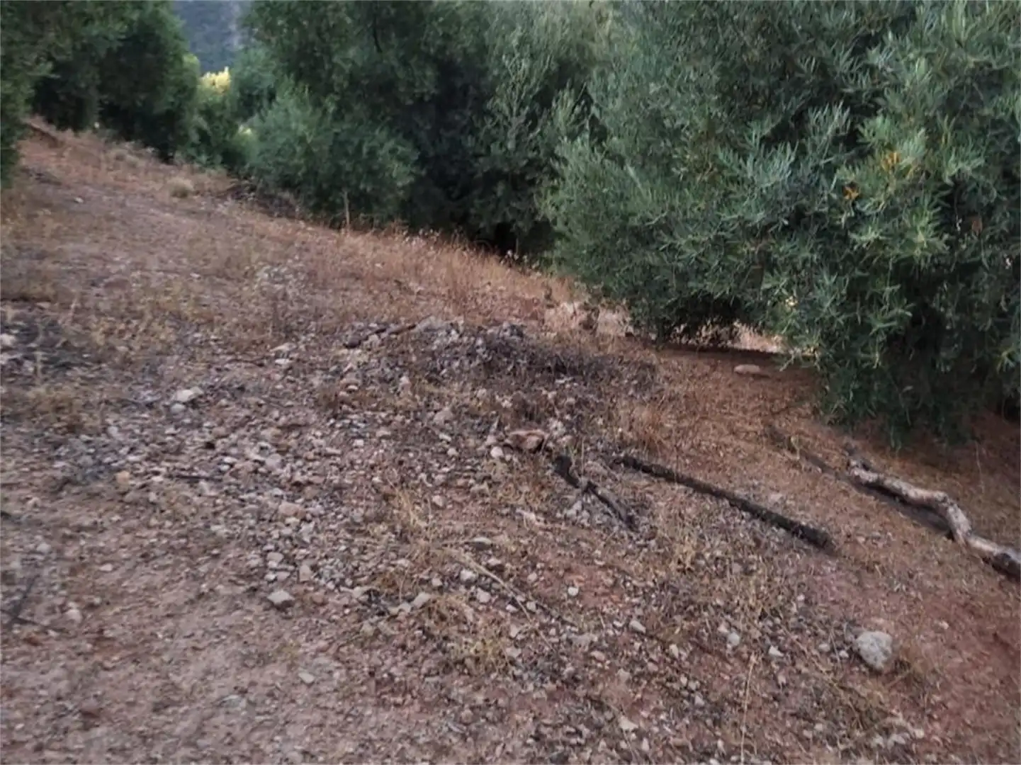 Land for sale in JV-7041, Villanueva del Arzobispo Land for sale in Villanueva del Arzobispo