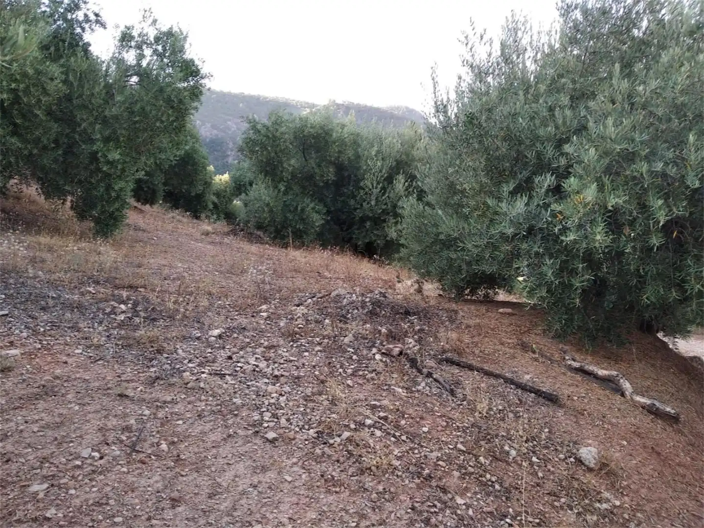 Land for sale in JV-7041, Villanueva del Arzobispo Land for sale in Villanueva del Arzobispo