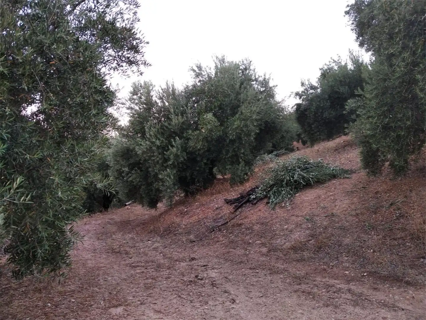 Land for sale in JV-7041, Villanueva del Arzobispo Land for sale in Villanueva del Arzobispo