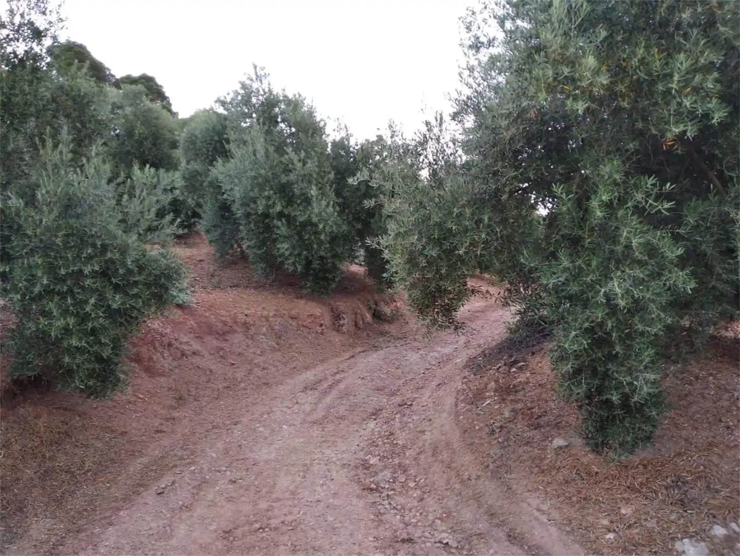 Land for sale in JV-7041, Villanueva del Arzobispo Land for sale in Villanueva del Arzobispo