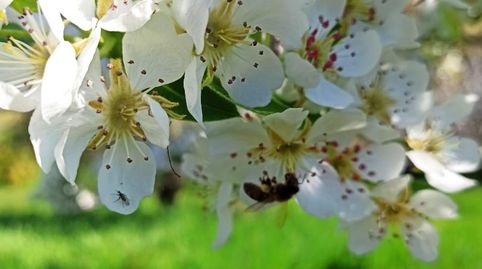 Foto 4 de Finca rústica en venta en Calle San Marcos, 6, Malpartida de Plasencia, Cáceres