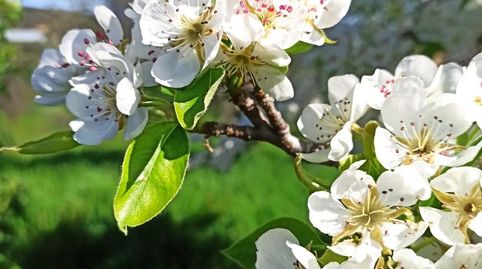 Foto 2 de Finca rústica en venta en Calle San Marcos, 6, Malpartida de Plasencia, Cáceres