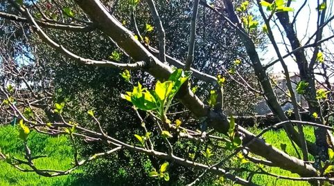 Foto 3 de Finca rústica en venta en Calle San Marcos, 6, Malpartida de Plasencia, Cáceres