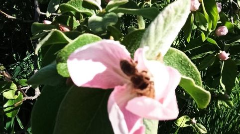 Foto 5 de Finca rústica en venta en Calle San Marcos, 6, Malpartida de Plasencia, Cáceres