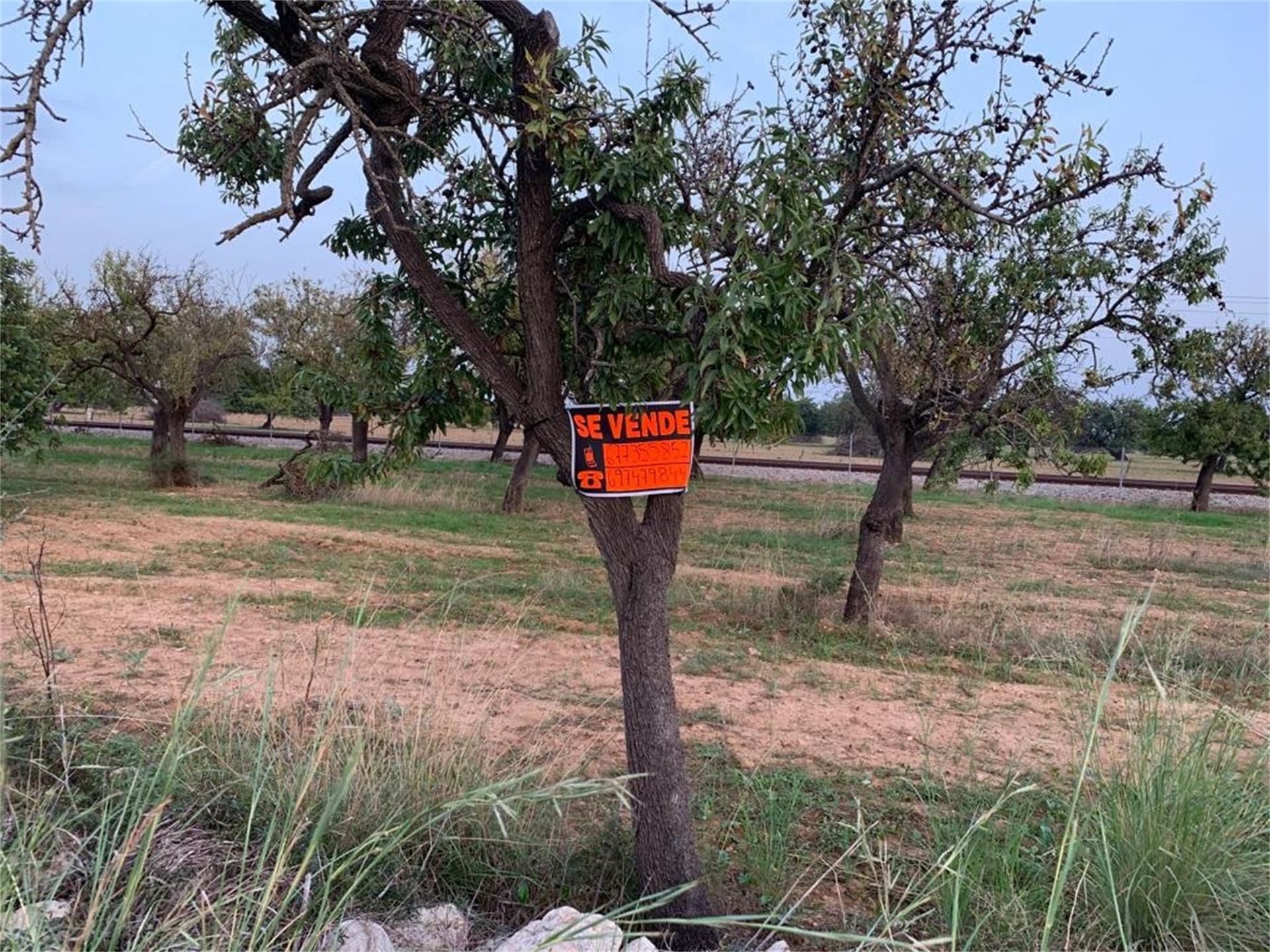Non-constructible Land for sale in Binissalem