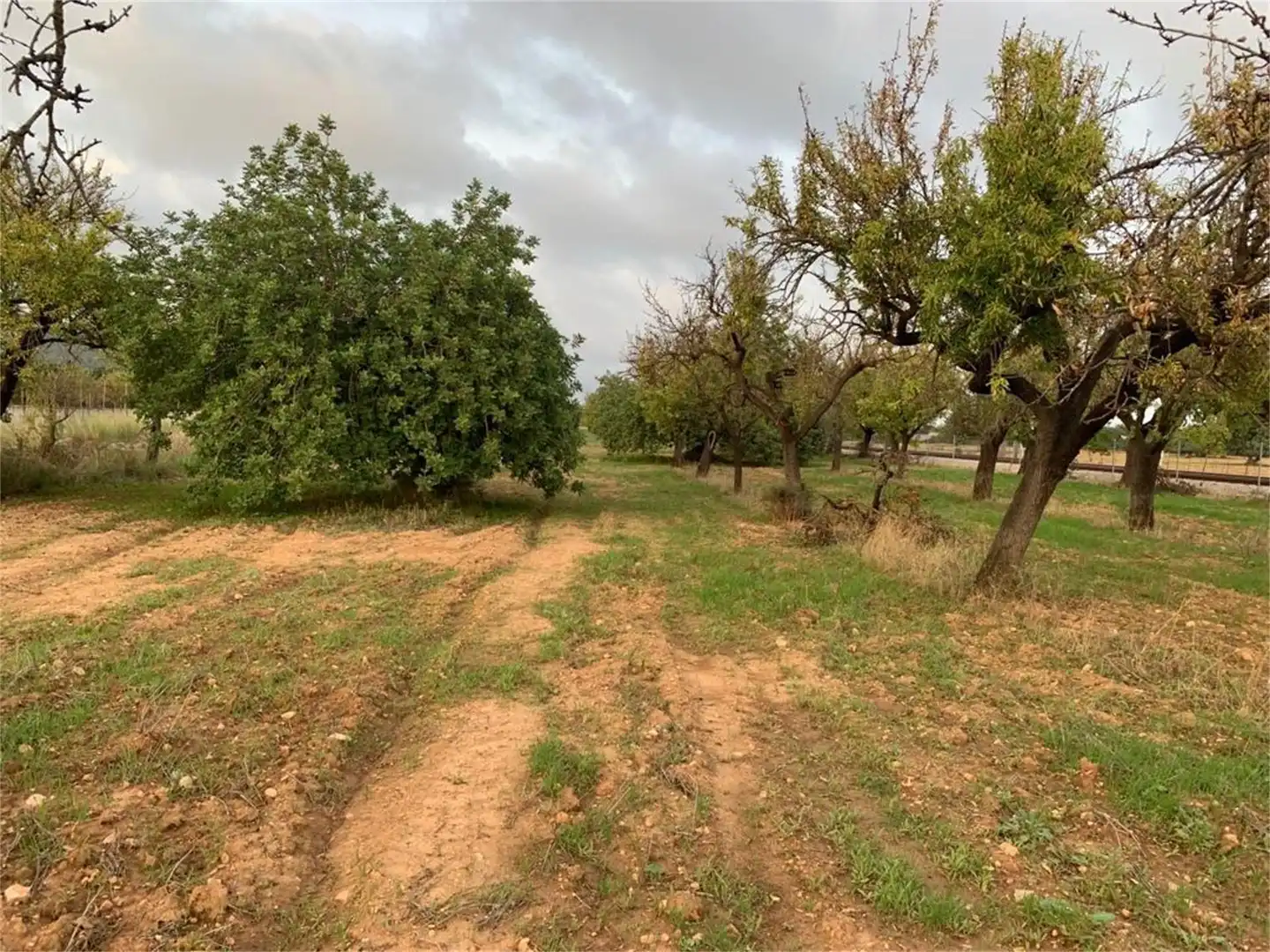 Non-constructible Land for sale in Binissalem