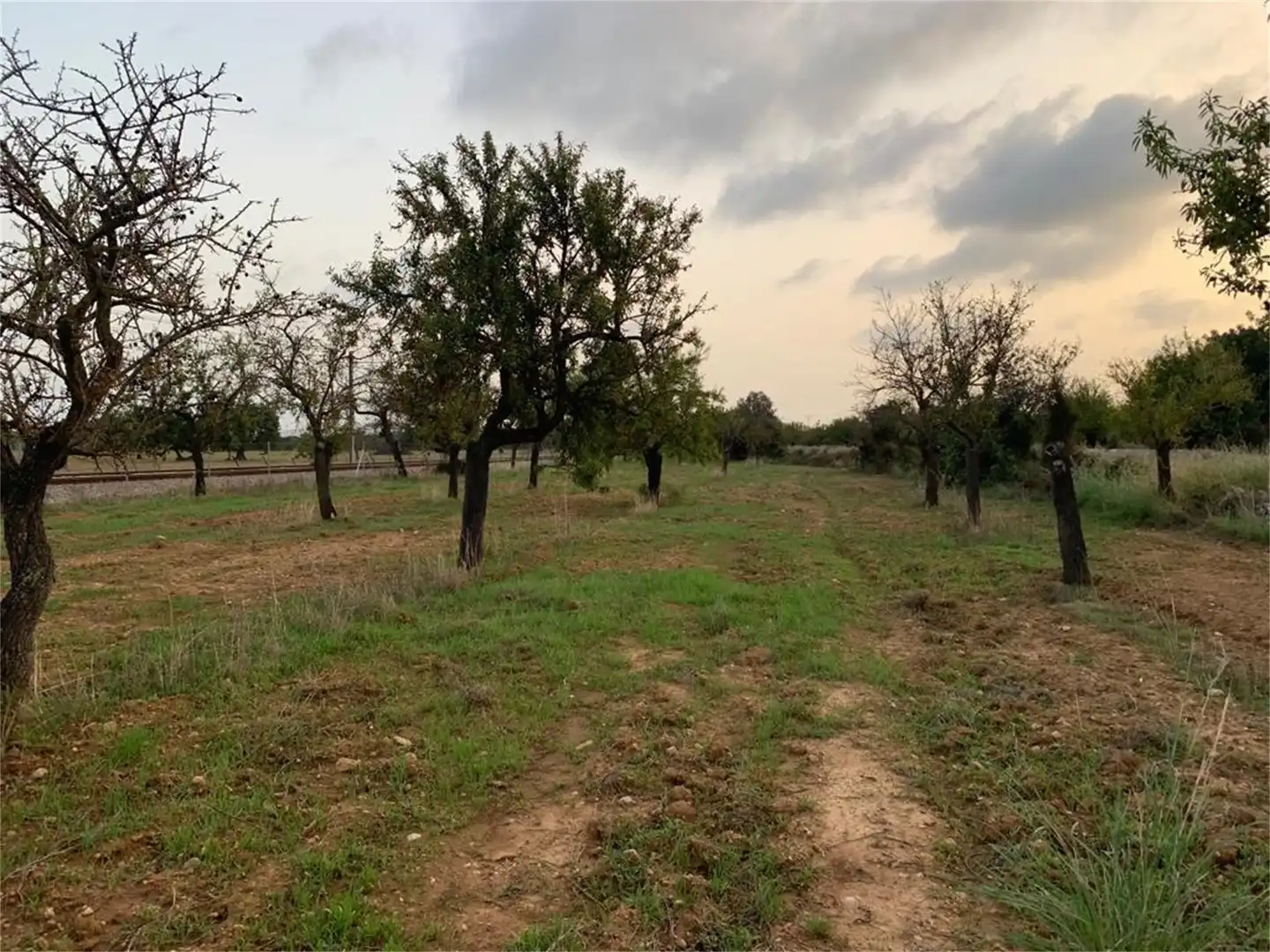 Non-constructible Land for sale in Binissalem