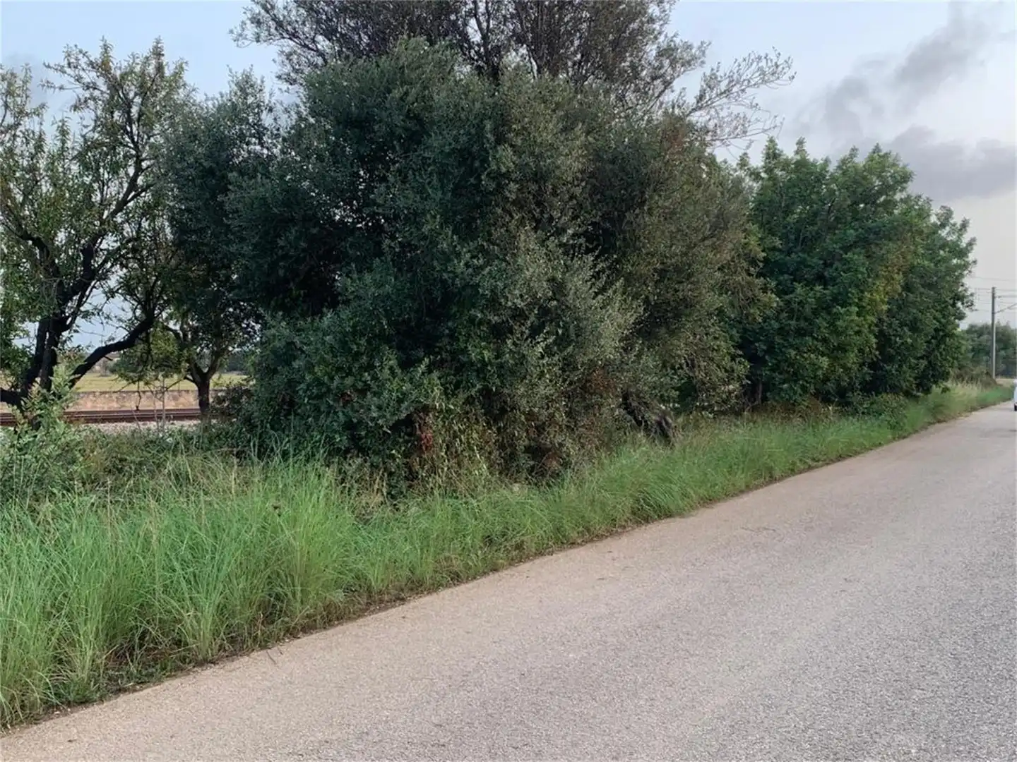 Non-constructible Land for sale in Binissalem