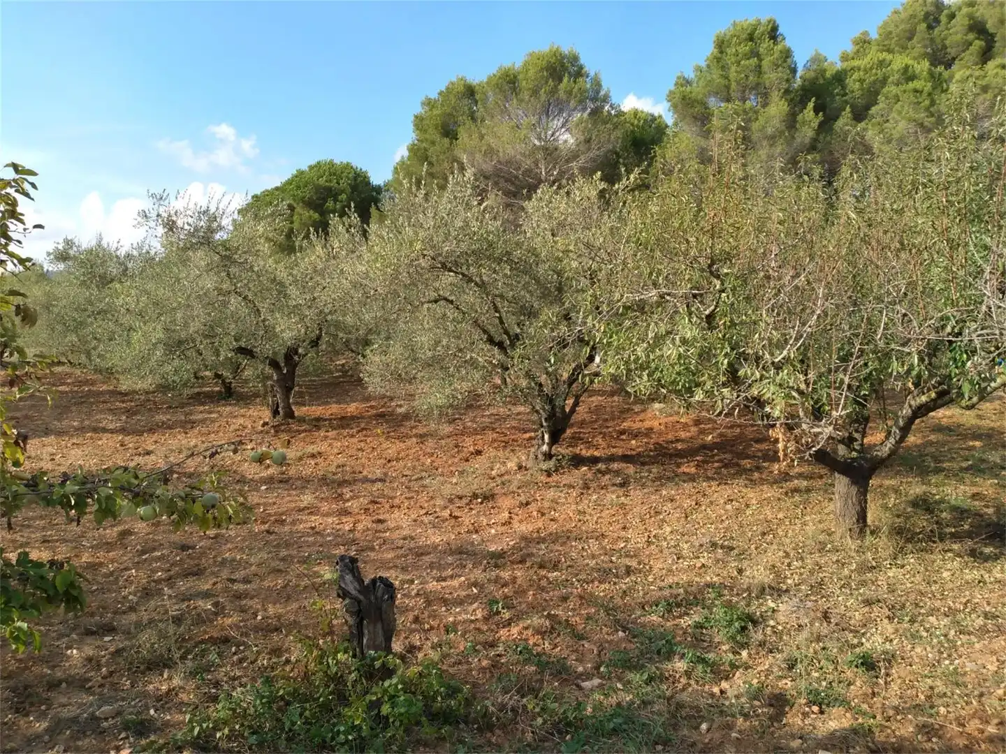 Land for sale in Terrassa