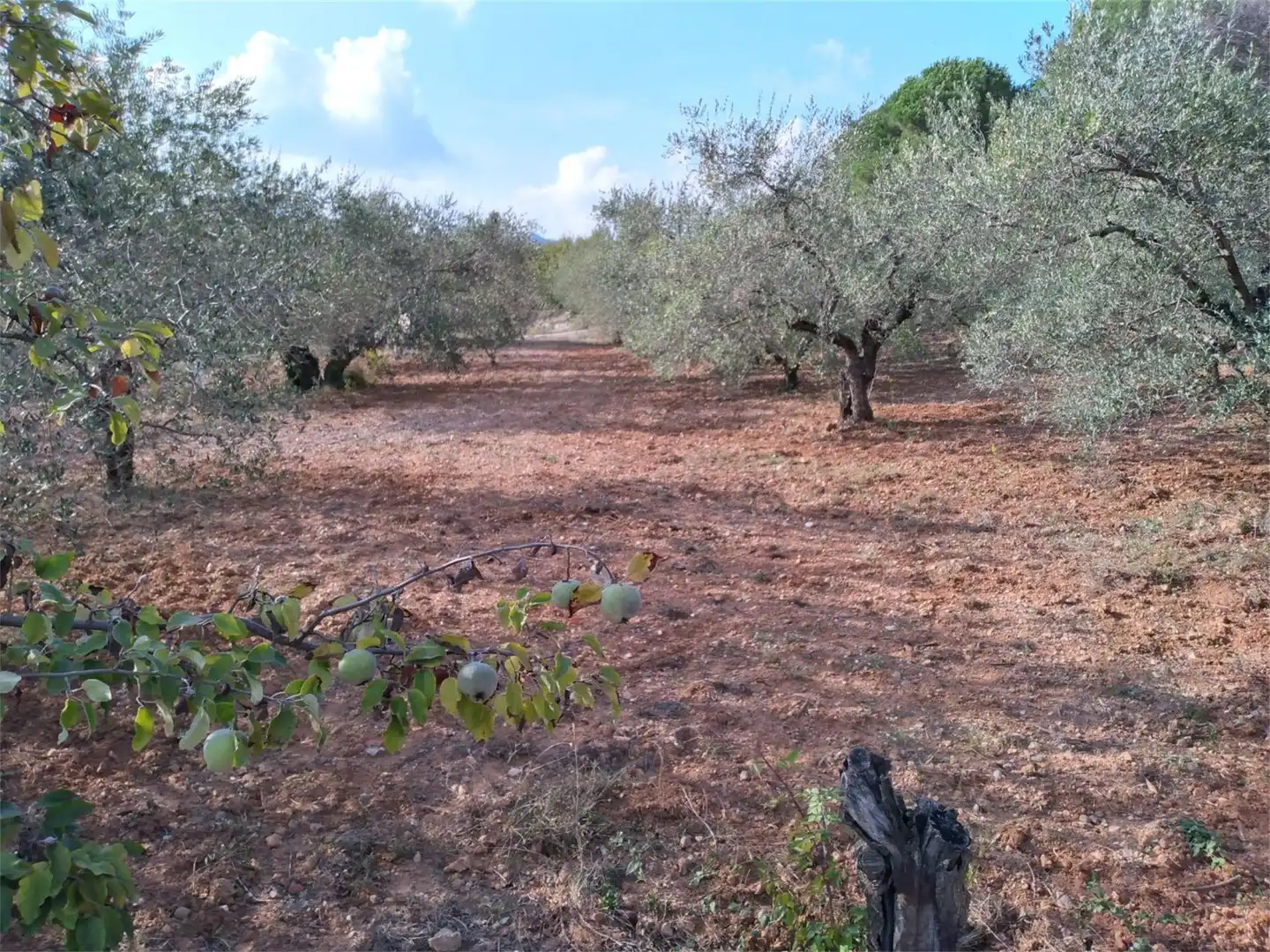 Land for sale in Terrassa