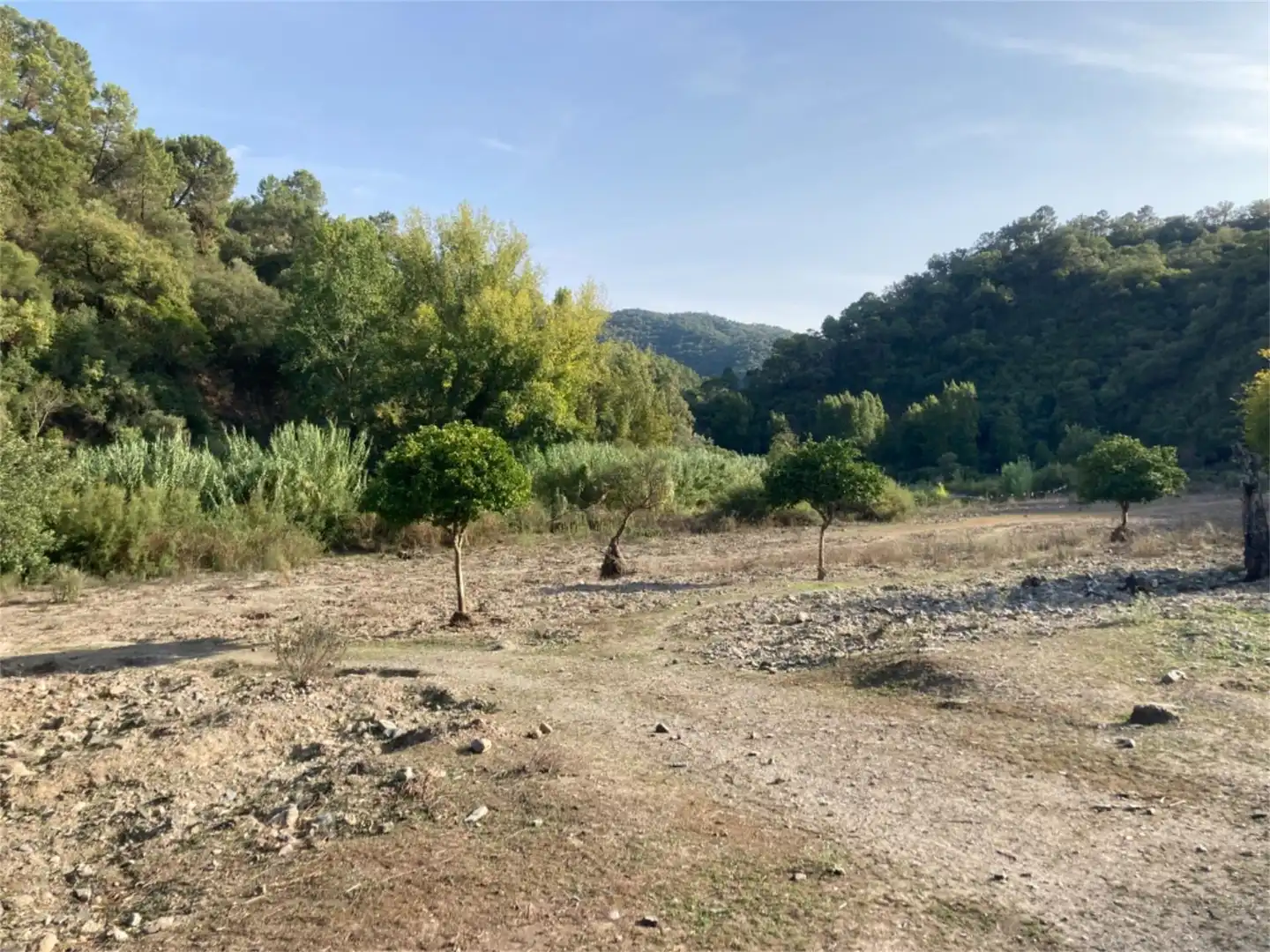 Land for sale in Benarrabá