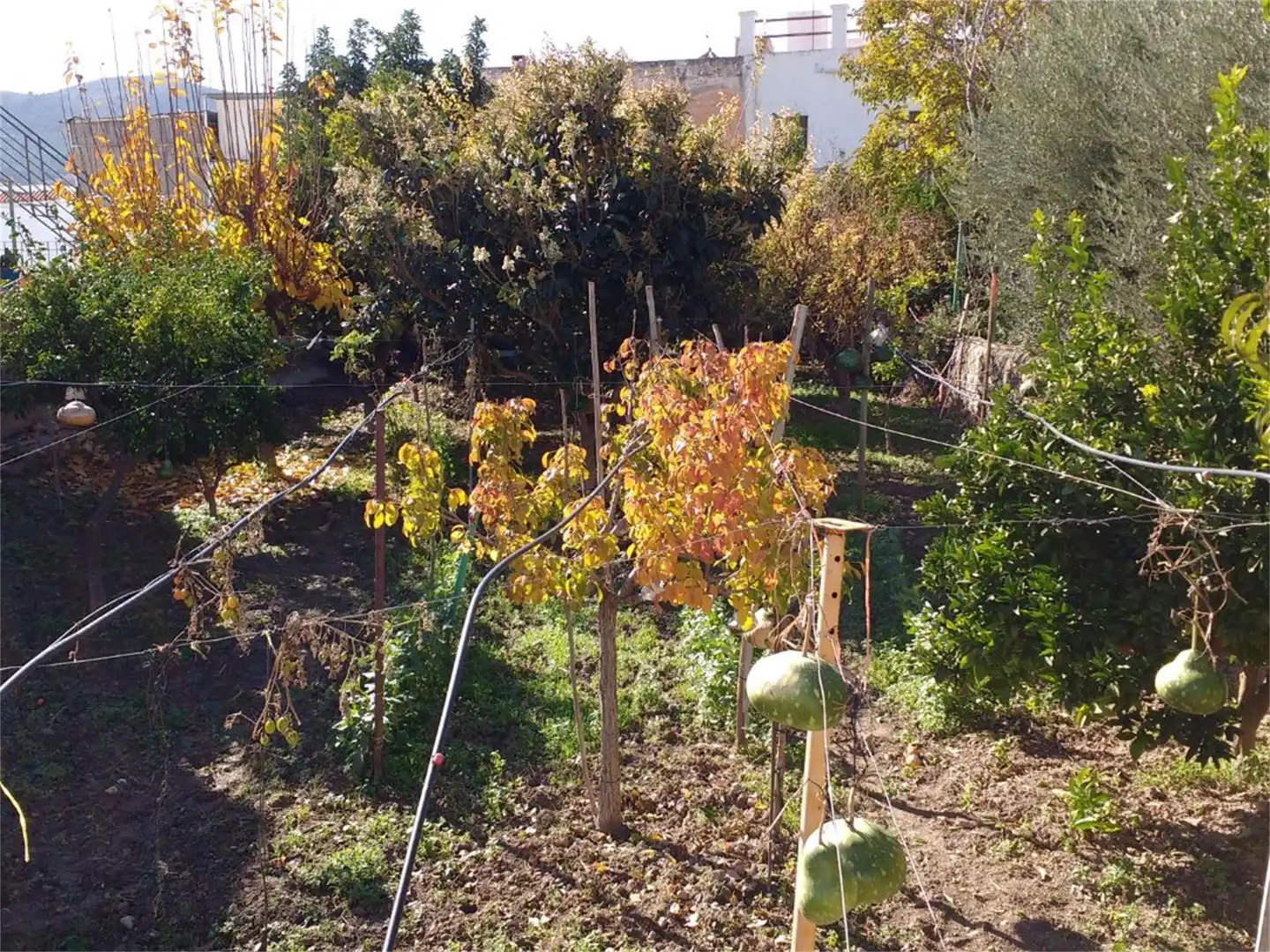 Planta baixa en venda a Calle Rambla de Gracia, Dalías Jardí de Planta baixa en venda en Dalías amb Jardí privat, Terrassa i Traster