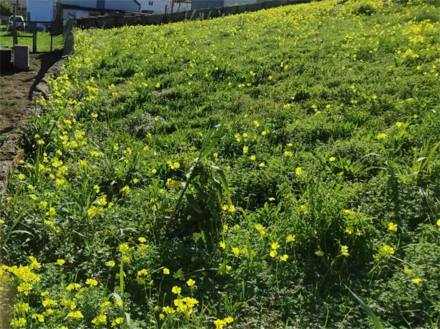 Land for sale in Castiñeiras Garden of Land for sale in Ribeira