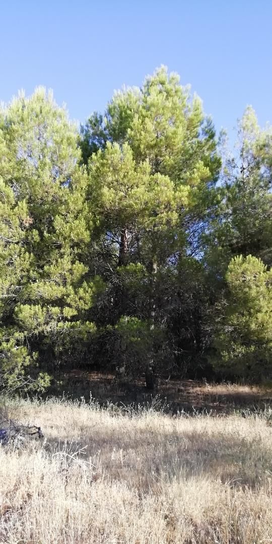Non-constructible Land for sale in La Peraleja  