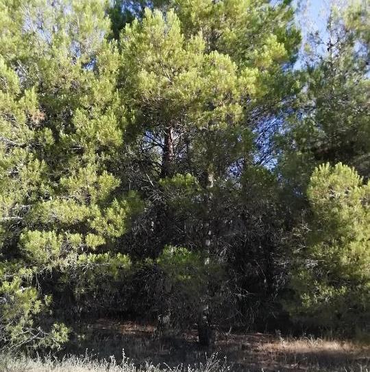 Non-constructible Land for sale in Carretera Huete, La Peraleja , Cuenca - image 1 Photo 1 of Non-constructible Land for sale in Carretera Huete, La Peraleja , Cuenca