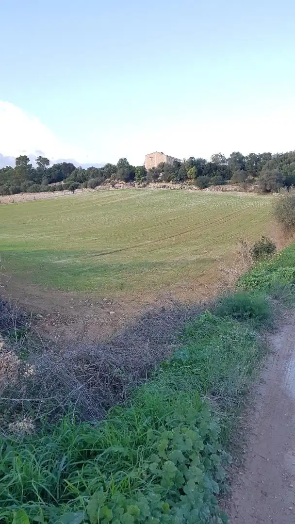 Constructible Land for sale in Sineu