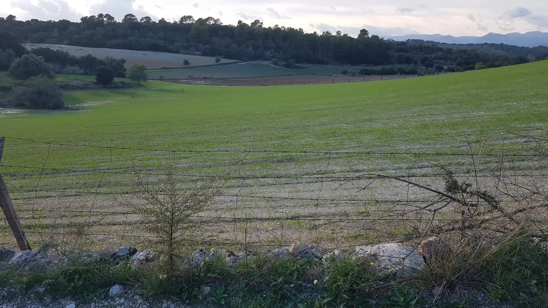 Constructible Land for sale in Sineu