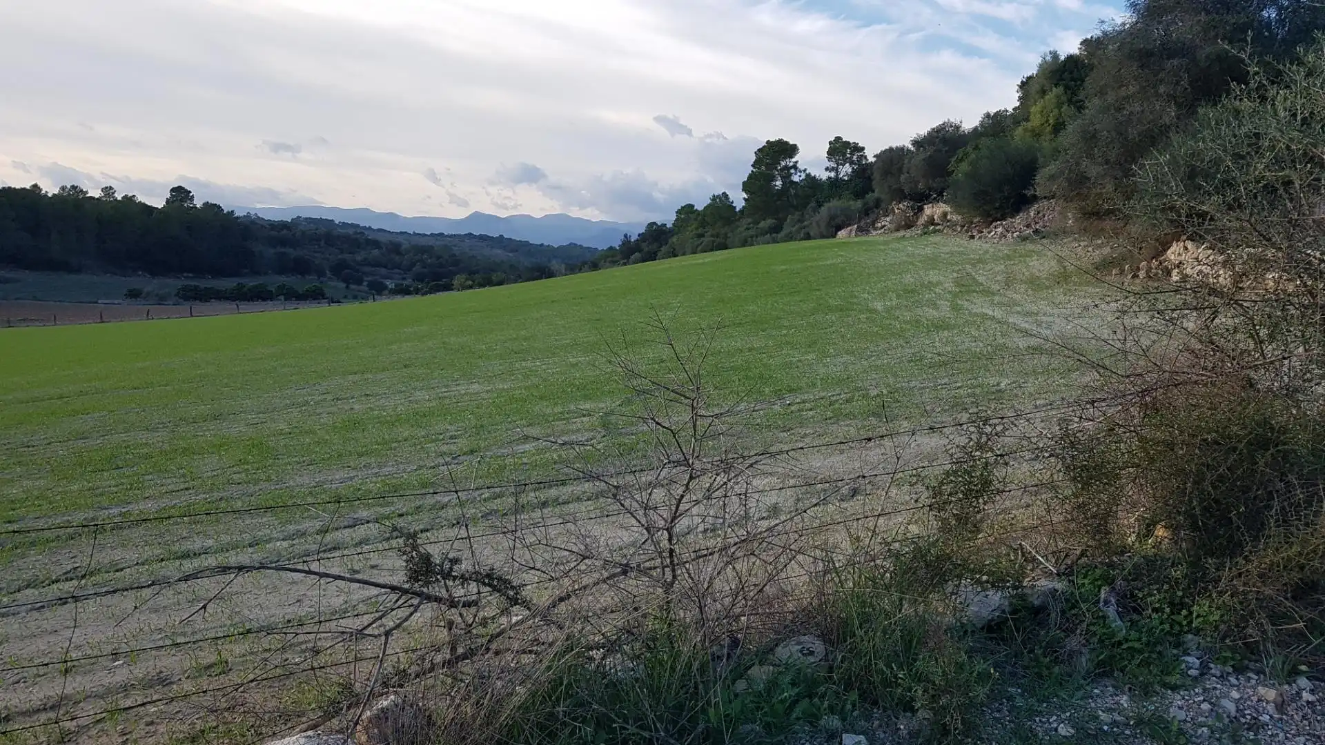 Constructible Land for sale in Sineu