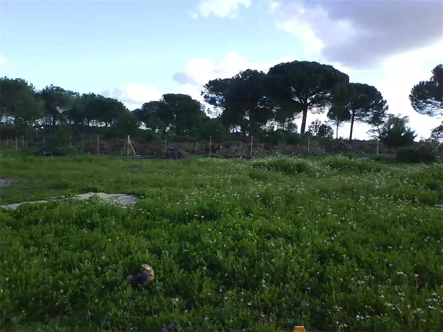 Land for sale in Villanueva de los Castillejos