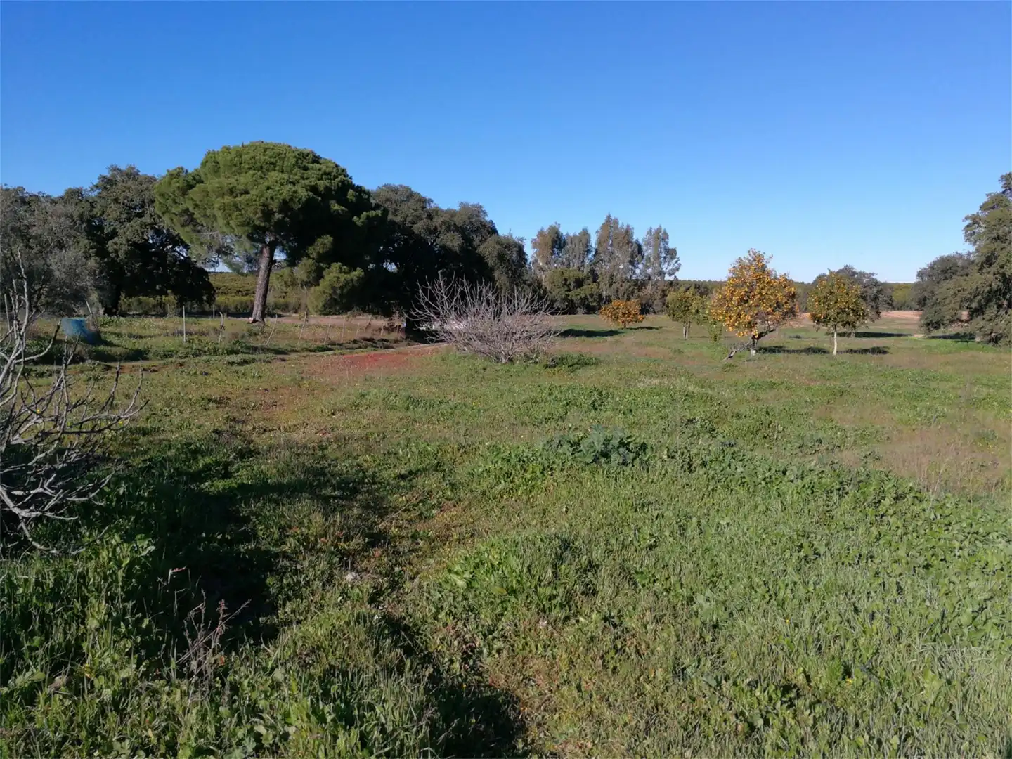 Land for sale in Villanueva de los Castillejos