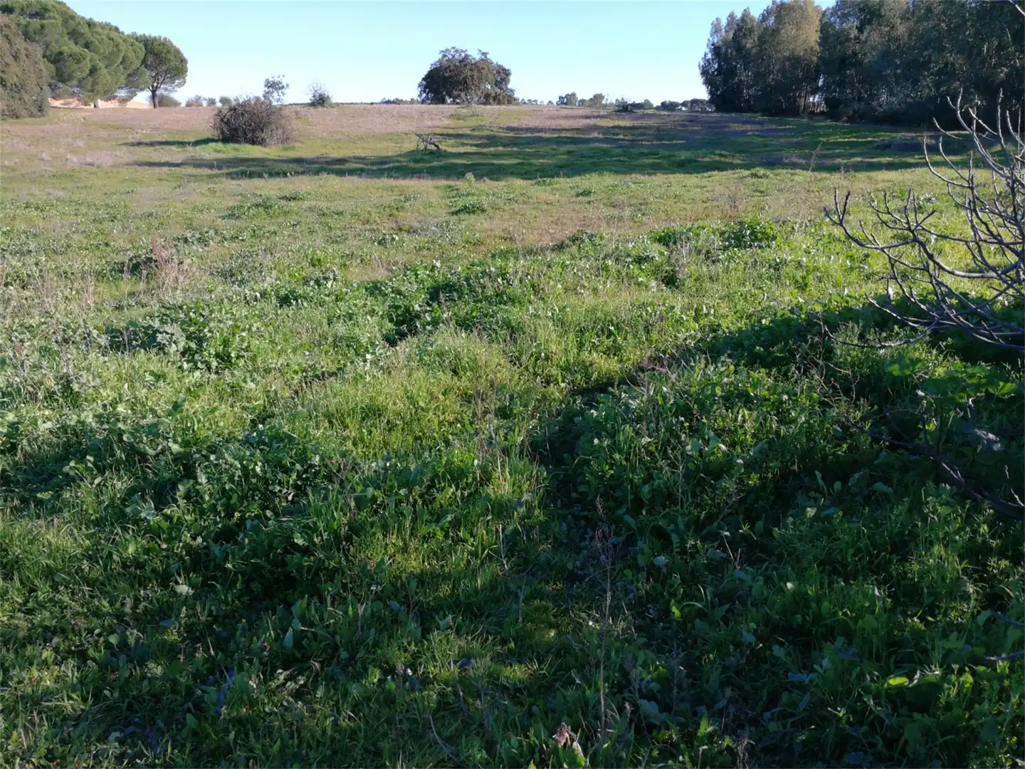 Land for sale in Villanueva de los Castillejos