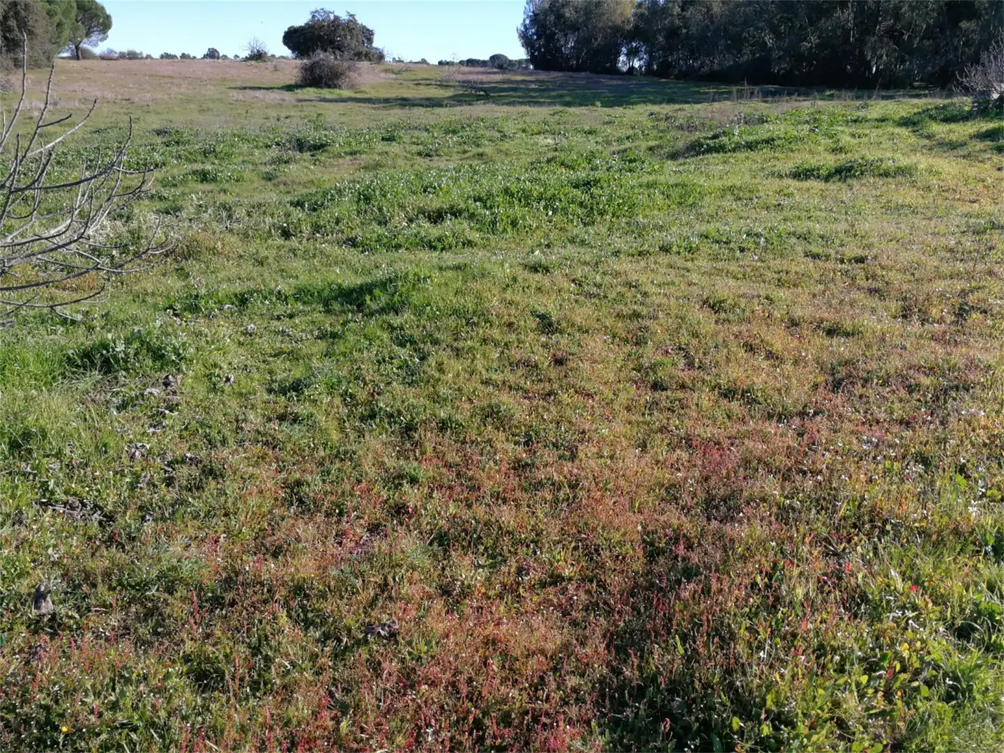 Land for sale in Villanueva de los Castillejos