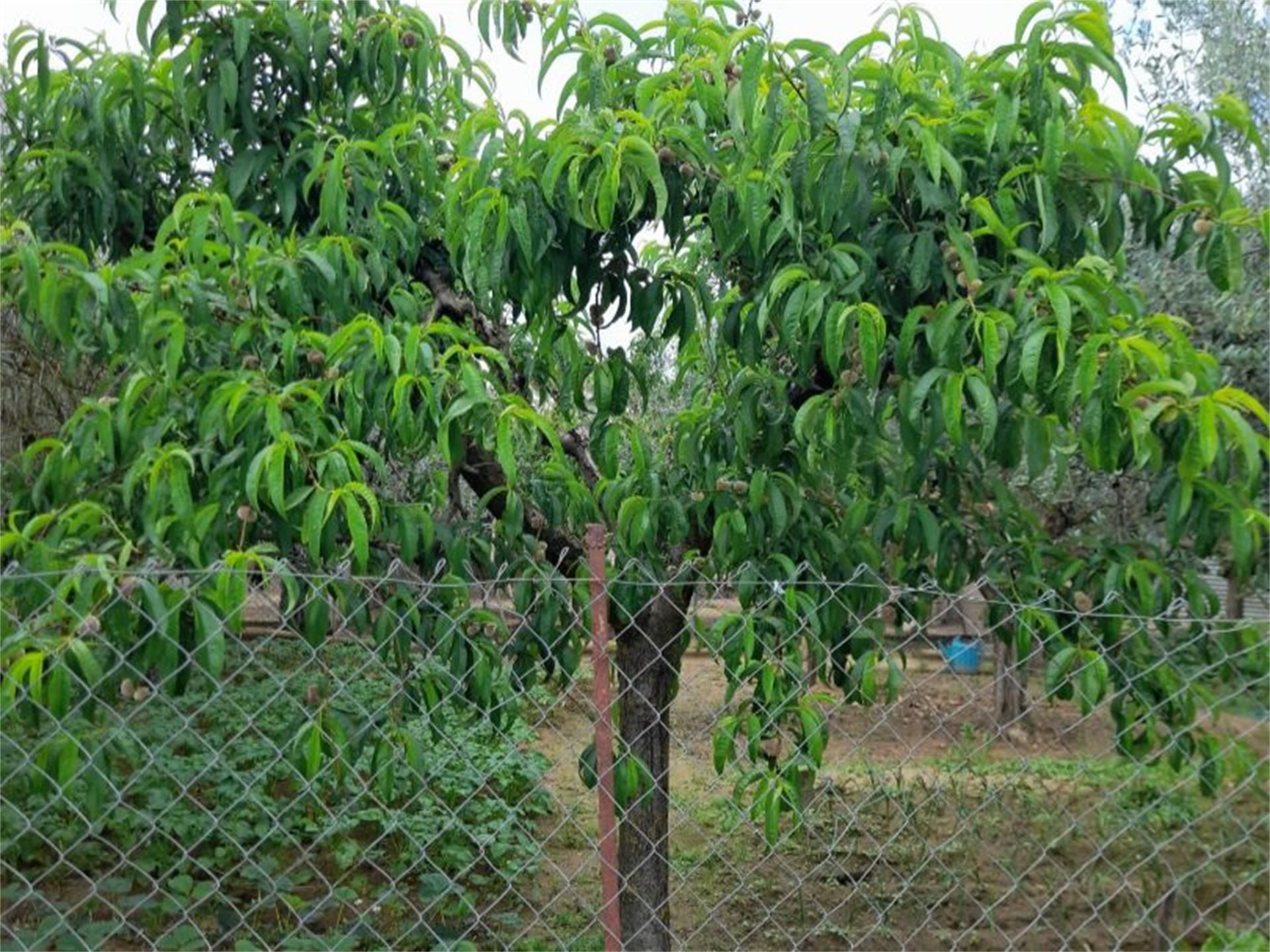 Jardí de Urbanitzable en venda en Villanueva de la Serena
